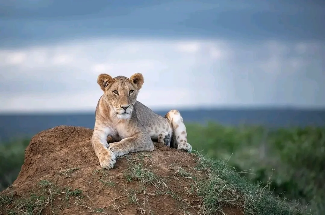 Jimmy Wild Safaris (4)