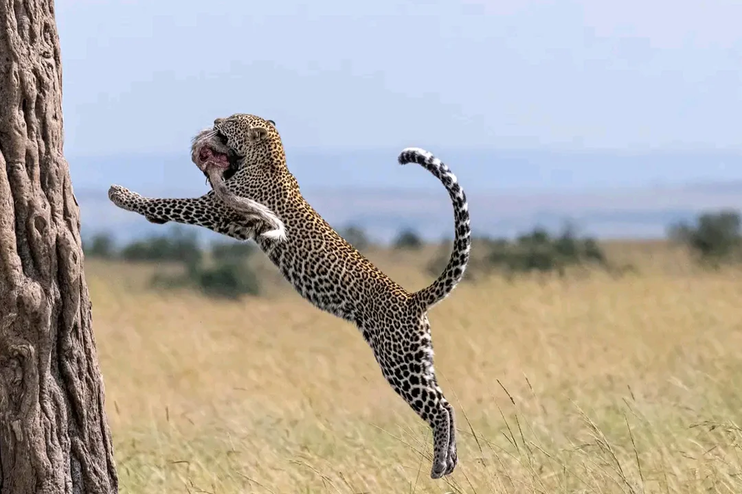 Jimmy Wild Safaris (8)