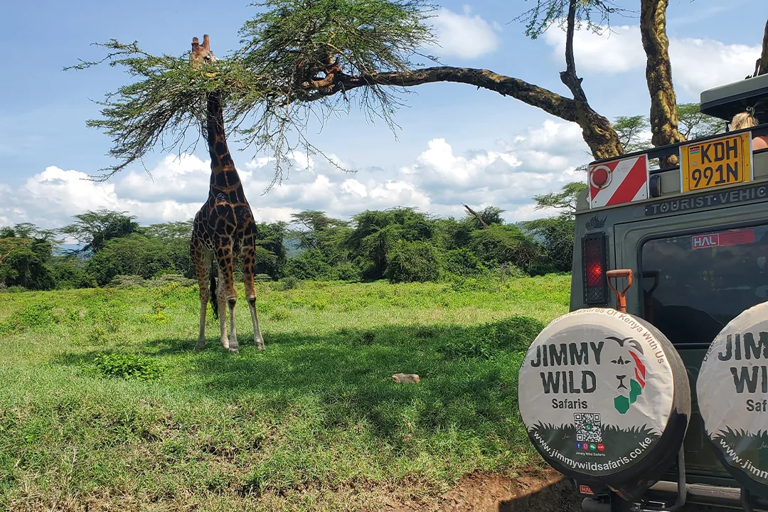 Jimmy-wild-Safaris-New